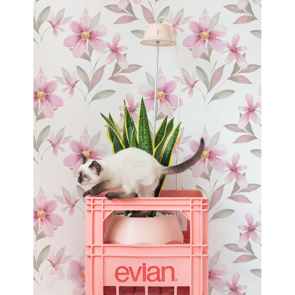 Papier peint Sens et sensibilité