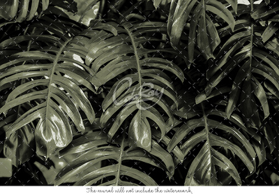 Papier peint Feuilles de Monstera