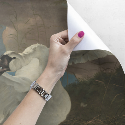 Papier peint adhésif Le cygne majestueux