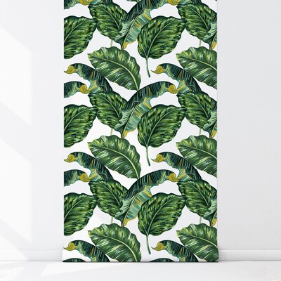 Papier peint À l'ombre des feuilles de Monstera