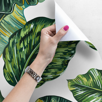 Papier peint À l'ombre des feuilles de Monstera