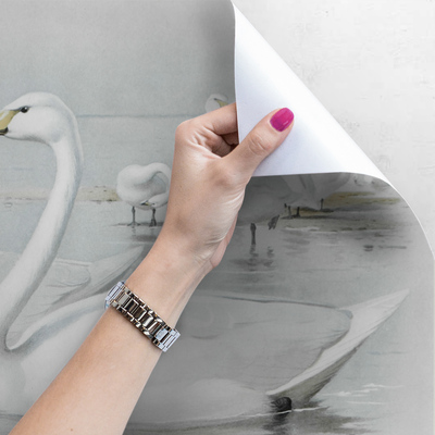 Papier peint adhésif Rencontre avec les cygnes