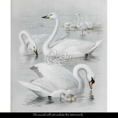 Papier peint adhésif Rencontre avec les cygnes