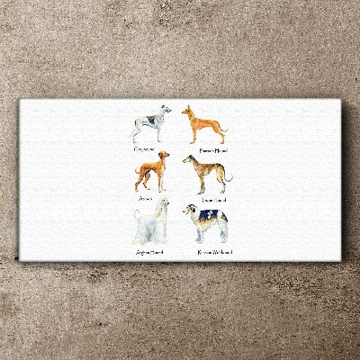 Tableau sur toile Races de chiens