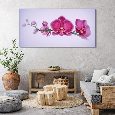 Tableau toile imprimée Orchidées aux délicates nuances de rose