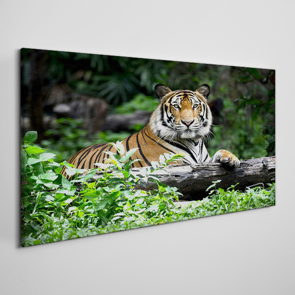 Tableau sur toile Tigre dans la forêt verte