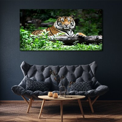 Tableau sur toile Tigre dans la forêt verte