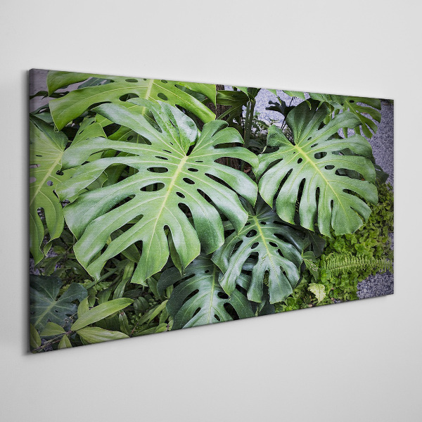 Tableau toile imprimée Feuilles de monstera vertes dans la nature