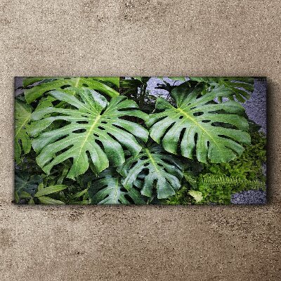 Tableau toile imprimée Feuilles de monstera vertes dans la nature