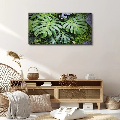 Tableau toile imprimée Feuilles de monstera vertes dans la nature