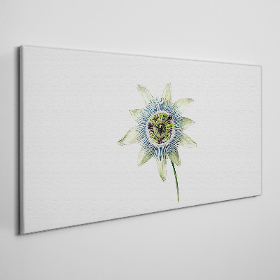 Tableau toile imprimée Fleur de la passion sur fond blanc