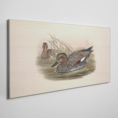 Tableau sur toile Les canards se calment dans leur environnement naturel