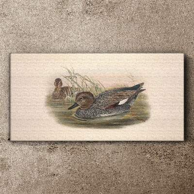 Tableau sur toile Les canards se calment dans leur environnement naturel