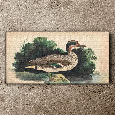 Tableau sur toile Un canard entouré de verdure