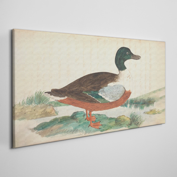 Tableau toile imprimée Un canard sur fond vert