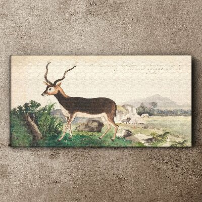 Tableau toile imprimée Antilope dans le paysage