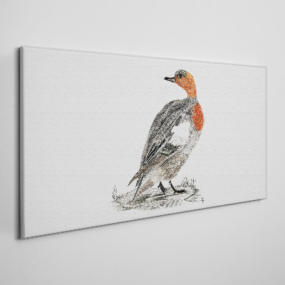 Tableau toile imprimée Canard à cou rouge sur fond blanc