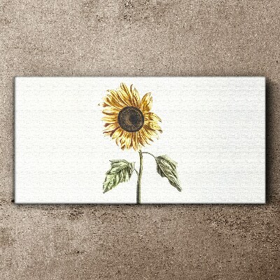 Tableau toile imprimée Fleur de tournesol sur fond blanc