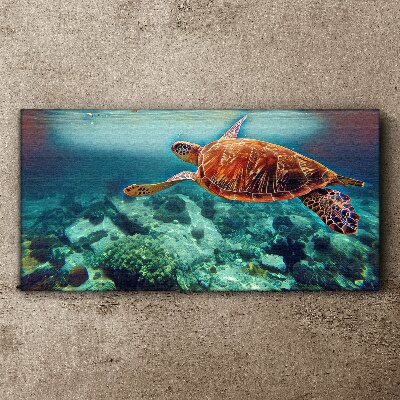 Tableau sur toile « Tortue dans des eaux tranquilles »