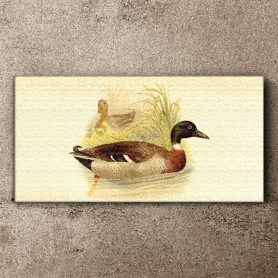 Tableau imprimé sur toile Canards dans l'herbe