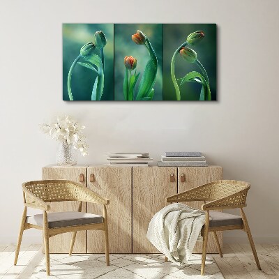 Tableau sur toile Tulipes aux nuances de vert