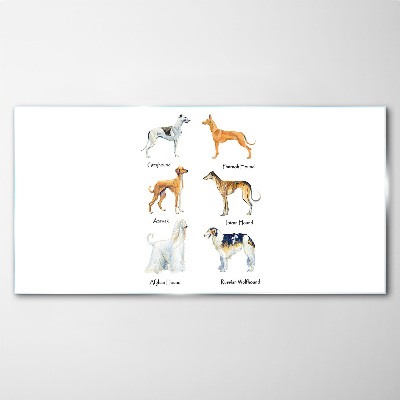 Tableau imprimé sur verre Races de chiens