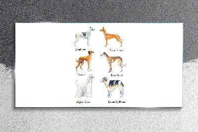 Tableau imprimé sur verre Races de chiens