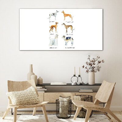 Tableau imprimé sur verre Races de chiens