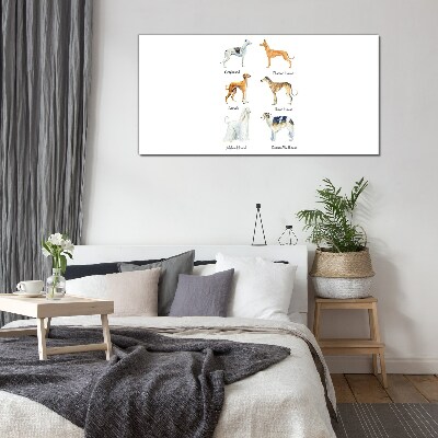 Tableau imprimé sur verre Races de chiens