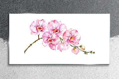 Tableau en verre Orchidées roses sur fond blanc