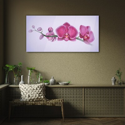 Tableau photo sur verre Orchidées aux délicates nuances de rose