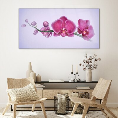 Tableau photo sur verre Orchidées aux délicates nuances de rose