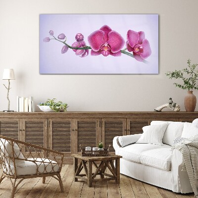 Tableau photo sur verre Orchidées aux délicates nuances de rose