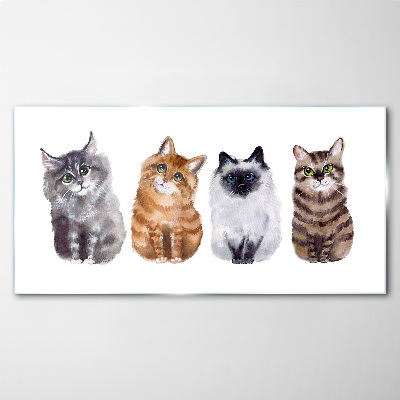 Tableau photo sur verre Des chats de différentes nuances