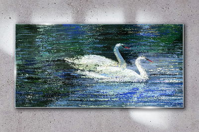 Tableau imprimé sur verre Eau calme avec des cygnes