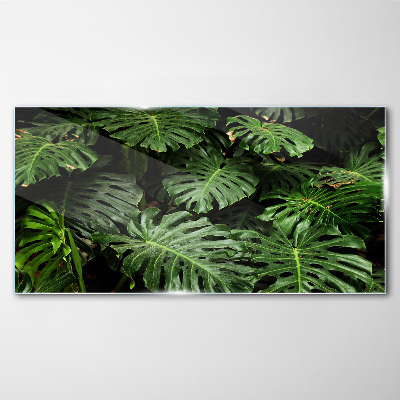 Tableau photo sur verre Feuilles de monstera tropicales