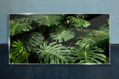 Tableau photo sur verre Feuilles de monstera tropicales