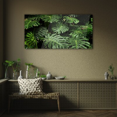 Tableau photo sur verre Feuilles de monstera tropicales