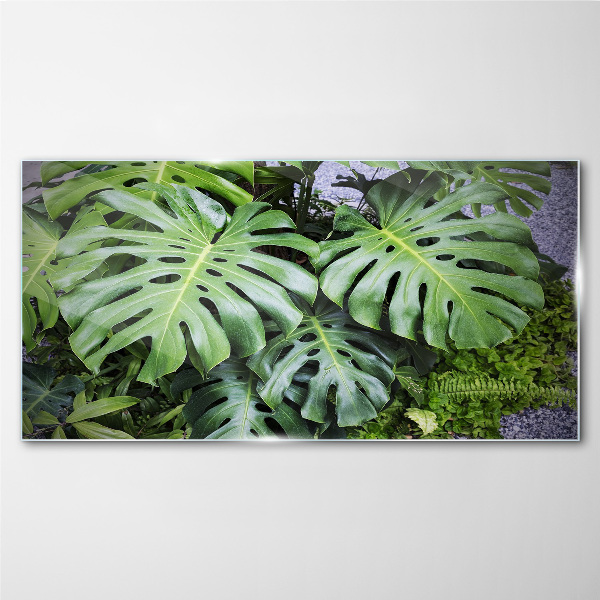 Tableau sur verre Feuilles de monstera vertes dans la nature