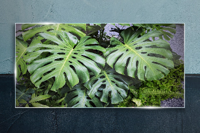 Tableau sur verre Feuilles de monstera vertes dans la nature