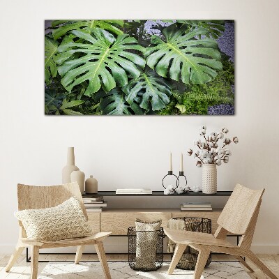 Tableau sur verre Feuilles de monstera vertes dans la nature