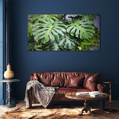 Tableau sur verre Feuilles de monstera vertes dans la nature
