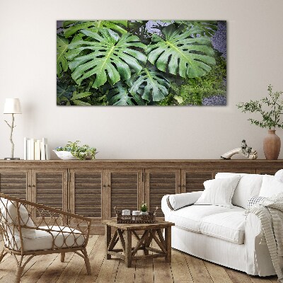 Tableau sur verre Feuilles de monstera vertes dans la nature