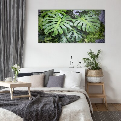Tableau sur verre Feuilles de monstera vertes dans la nature