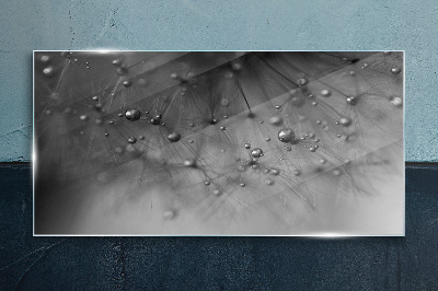 Tableau photo sur verre Gouttes de rosée sur un pissenlit