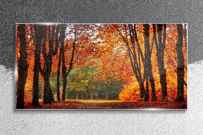 Tableau verre imprimé Allée d'arbres d'automne