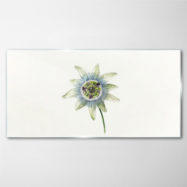 Tableau photo sur verre Fleur de la passion sur fond blanc