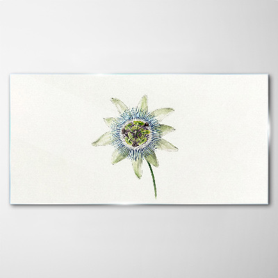 Tableau photo sur verre Fleur de la passion sur fond blanc