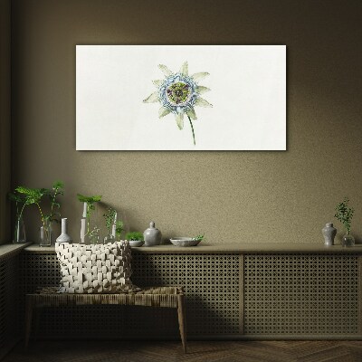 Tableau photo sur verre Fleur de la passion sur fond blanc
