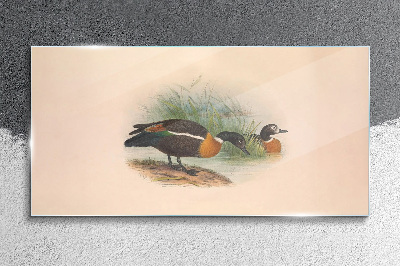 Tableau en verre Deux canards dans l'herbe
